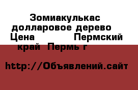 Зомиакулькас (долларовое дерево) › Цена ­ 1 000 - Пермский край, Пермь г.  »    